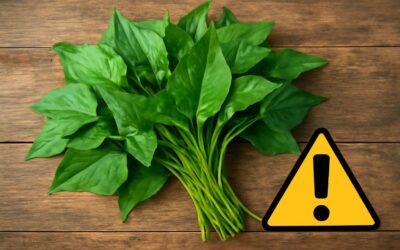 Discovering sweet potato leaves side effect: What you need to know before eating
