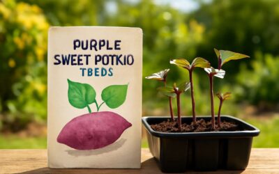 Grow purple sweet potato seeds south africa for vibrant home harvests