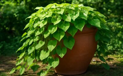 Vibrant sweet potato vine ideas to brighten every porch and window garden