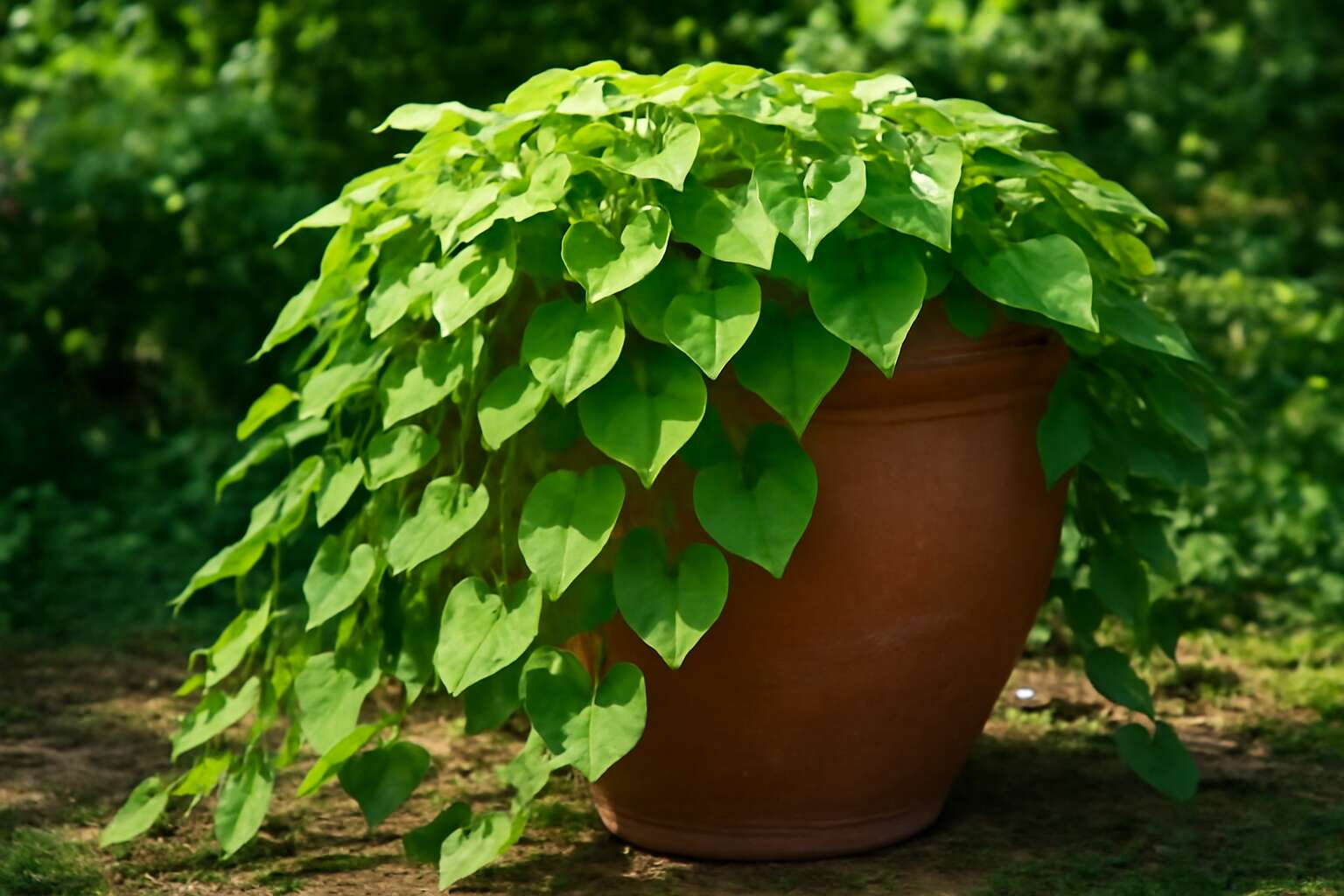 sweet potato vine