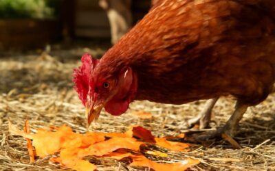 Why can chickens eat sweet potato peels: a safe guide for your flock.