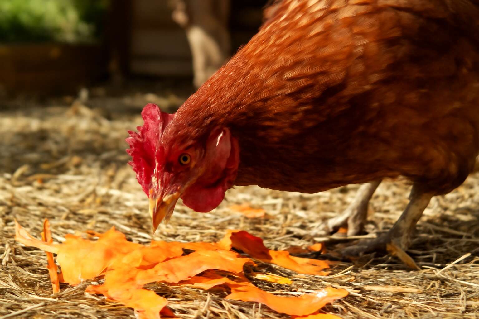 generated_image_6a692b3aadc10.jpg can chickens eat sweet potato peels